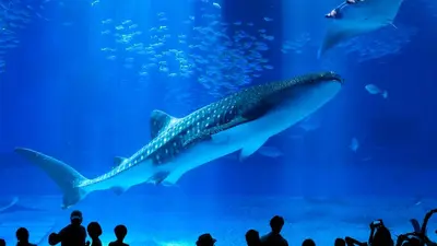 Lịch trình Okinawa 4 ngày 3 đêm — Biển đẹp, lặn biển, thủy