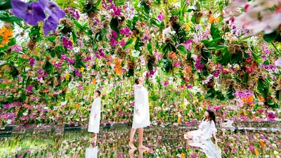 teamLab Borderless vs Planets 2026 — Nên đi đâu cho đáng?