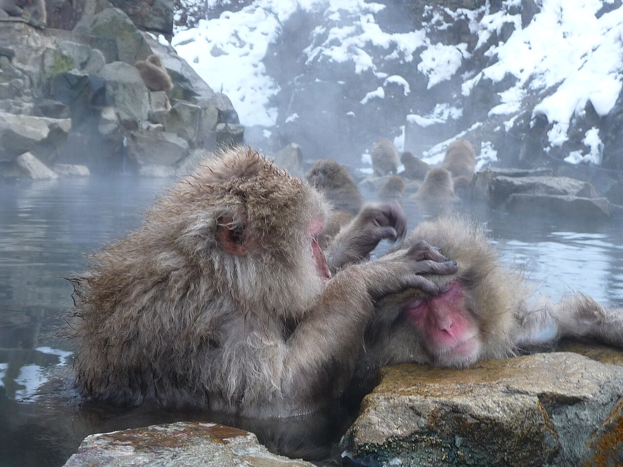Nagano 3 Ngày — Khỉ Tuyết Tắm Onsen Jigokudani, Lâu Đài